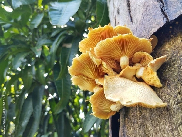 Obraz Laughing gym mushroom (Gymnopilus junonius) on old tree trunk, low angle view	