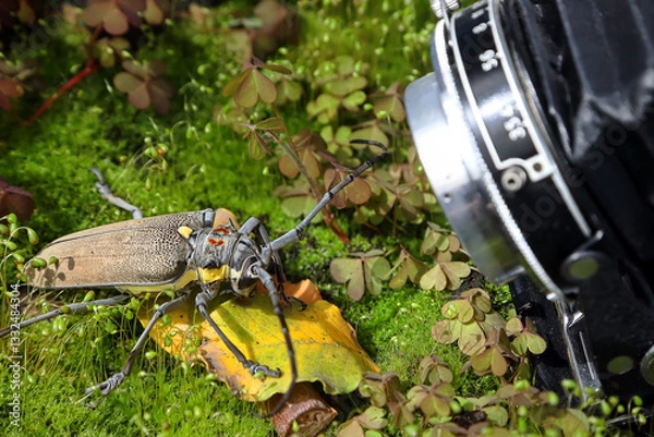 Fototapeta Photographing a Mango Tree Borer, Batocera rufomaculata in nature with an vintage camera