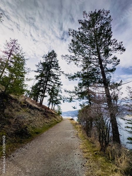 Fototapeta Hiking path in the forest with tall evergreen trees under a bright sky with lake visible 
