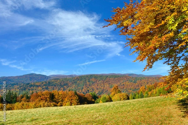 Obraz View of colorful autumn leaves and forested mountains against the blue sky