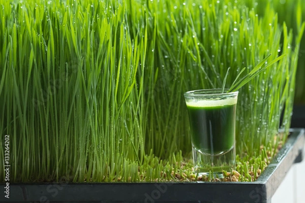 Fototapeta Wheatgrass juice with sprouted wheat