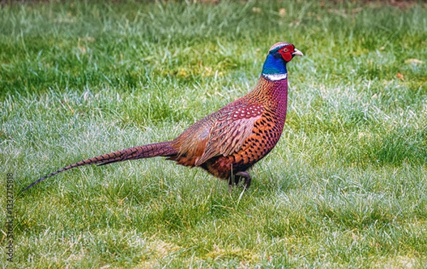 Obraz ein Fasan im Garten