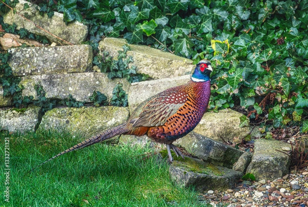 Obraz Fasan am Steinbeet