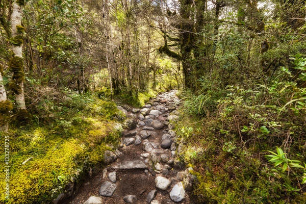 Fototapeta Rocks path through Beech forest