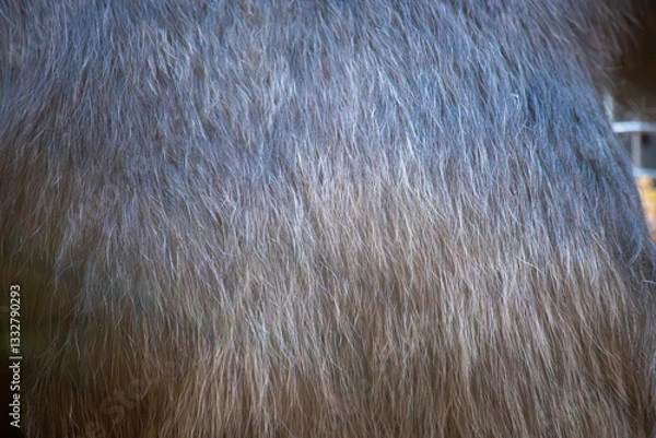 Obraz Chimpanzee fur