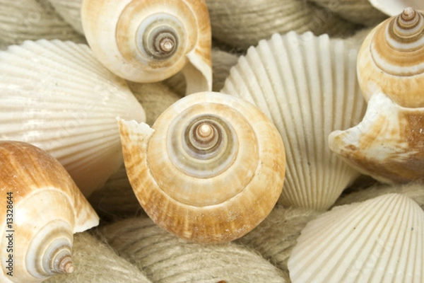 Obraz verschiedene muscheln