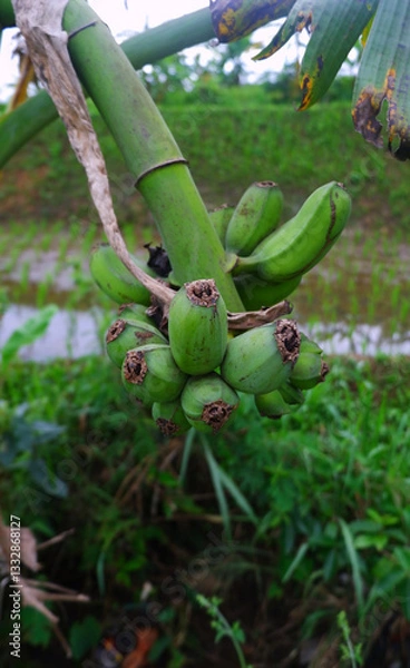 Obraz Crooked unripe green banana hanging on the tree