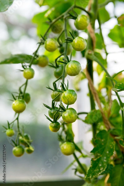 Obraz Green tomatoes