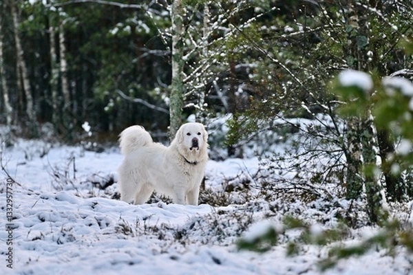 Obraz Biały Owczarek