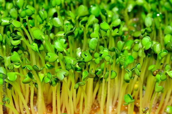 Obraz Arugula micro greens