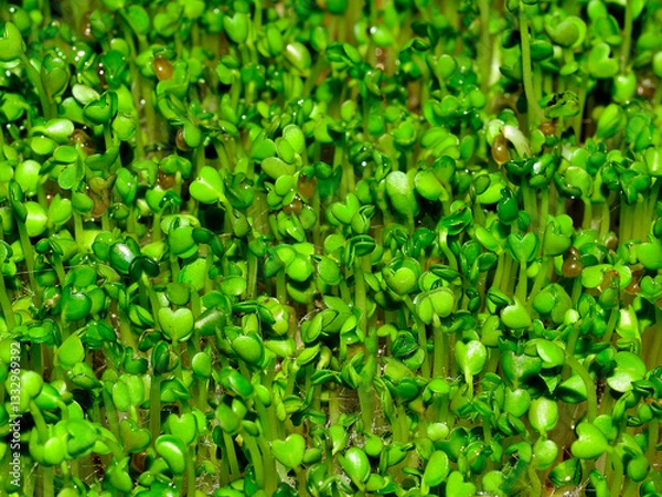 Obraz Arugula Sprouts