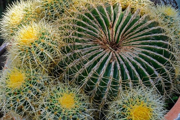 Obraz Cactus Kroenleinia grusonii