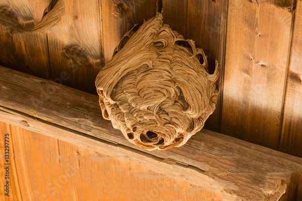 Fototapeta Wasp nest