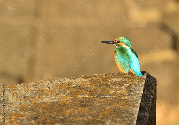 Obraz 街のカワセミ