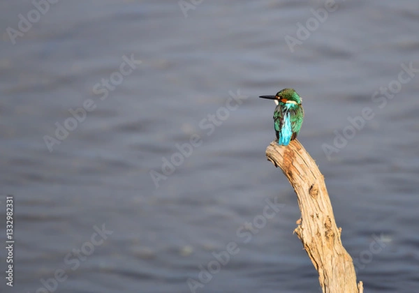 Obraz 川辺のカワセミ