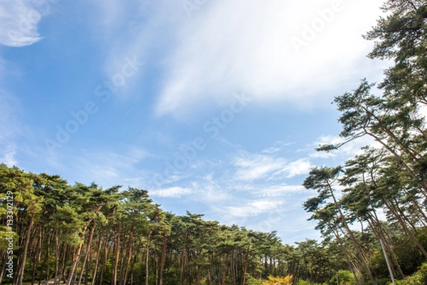 Obraz pine trees in anmyeondo3