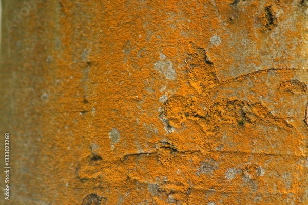 Fototapeta tree texture