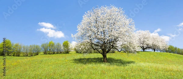 Fototapeta Spring. Fruit tree in white bloom. Cherry flowers. Alps meadow with wild flowers and lush spring grass. 