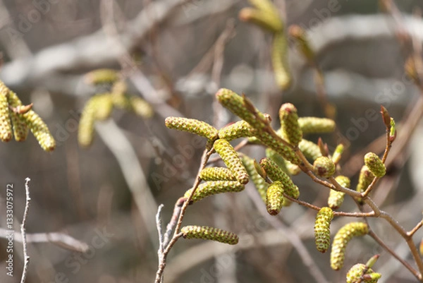 Fototapeta Oobayashabushi relatives of Japanese green alder began to show leaf buds and inflorescences