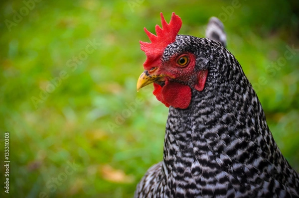 Fototapeta Speckled Chicken
