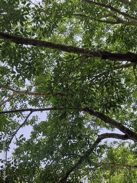 Obraz tropical forest with green trees