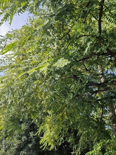 Obraz tropical forest with green trees