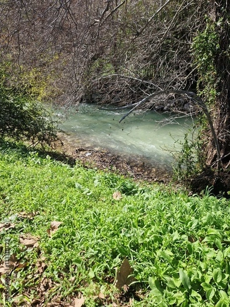 Obraz tropical forest with green trees