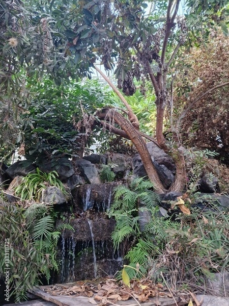 Obraz tropical forest with green trees