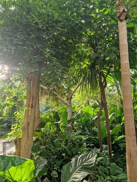 Obraz tropical forest with green trees