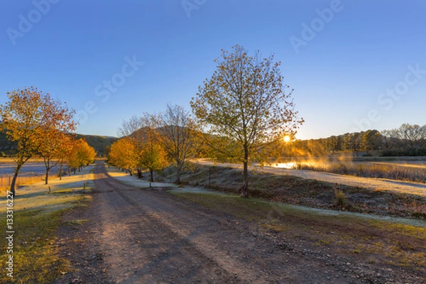 Fototapeta Autumn coloured trees line the road