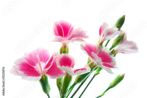 Fototapeta カーネーション