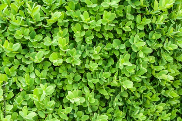 Obraz Texture Of Evergreen Leaves Of Boxwood