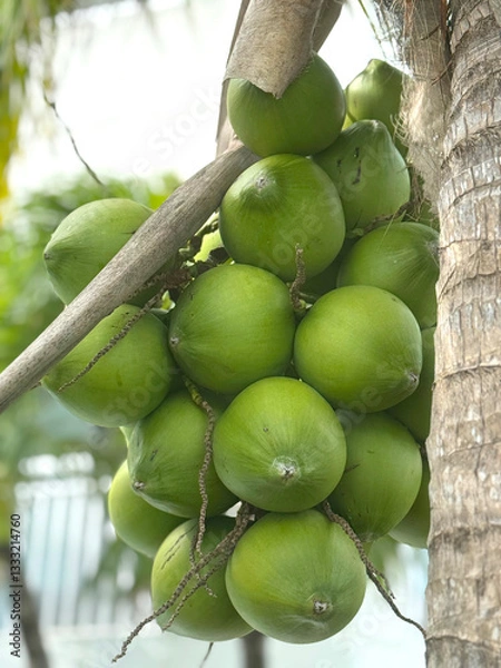 Fototapeta coconuts on tree