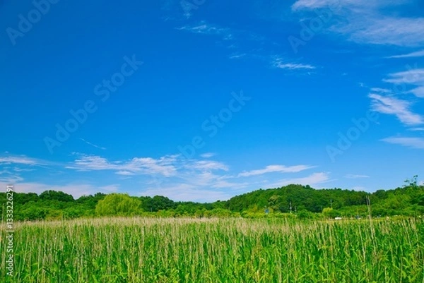 Obraz 青空と田んぼ