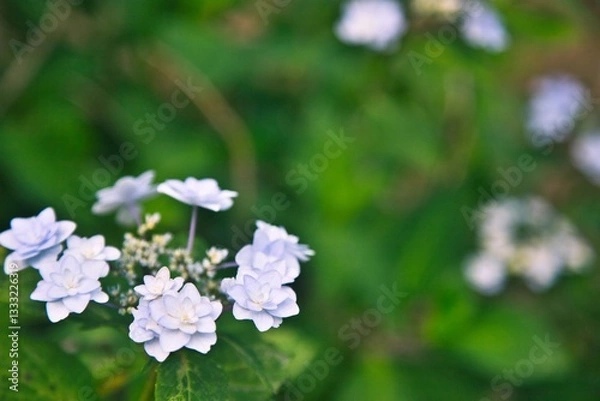 Fototapeta 白い紫陽花