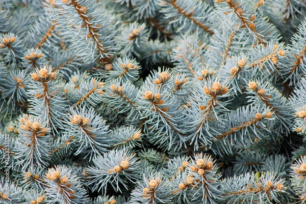 Obraz blue spruce branches

