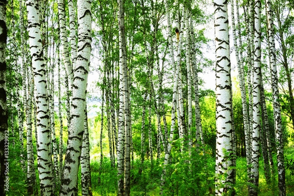 Fototapeta summer in sunny birch forest