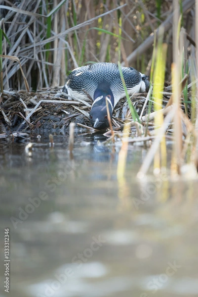 Obraz A common loon on its nest.
