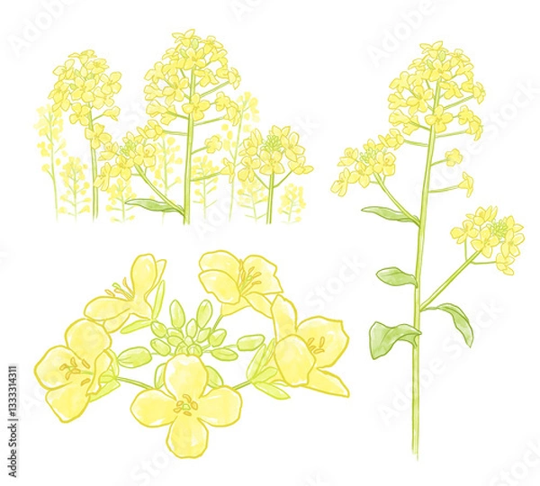 Obraz 菜の花のイラスト