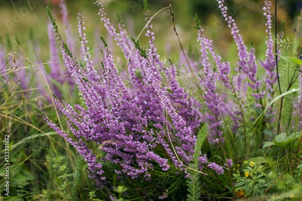 Obraz Calluna vulgaris