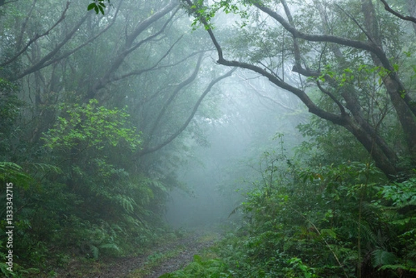 Obraz 奄美大島、新緑の森。