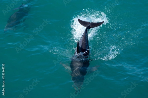 Obraz Close Up of Dusky Dolphin in Water