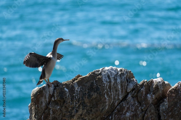 Obraz Spotted Shag on the Rocks