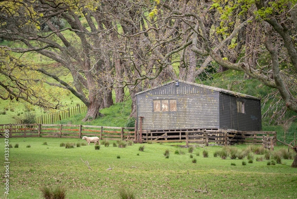 Obraz Farming Scene in Auckland New Zealand
