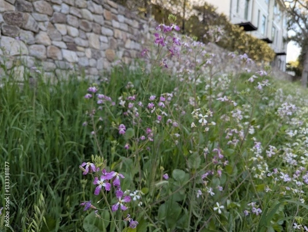 Obraz wildflowers in a field 