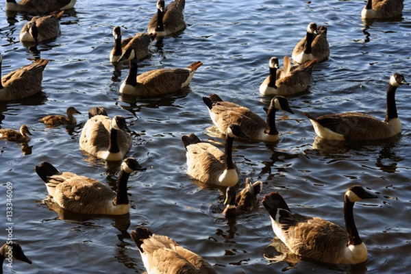 Obraz Feedling swans