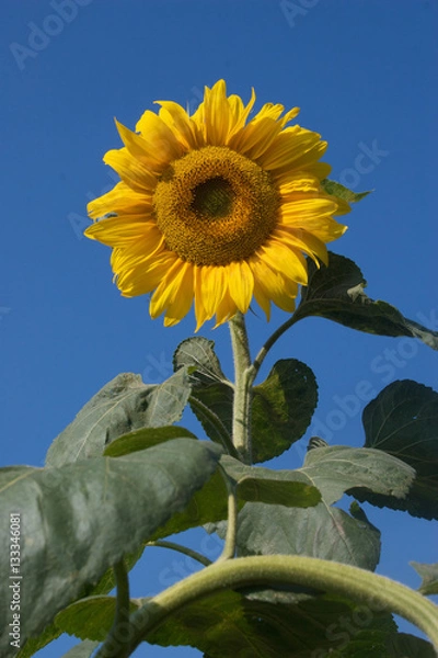 Obraz Summer sunflower
