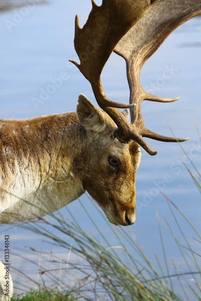 Obraz Stag against water