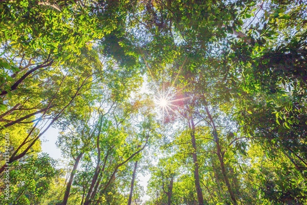 Fototapeta sun shining through trees in the forest for use as background.