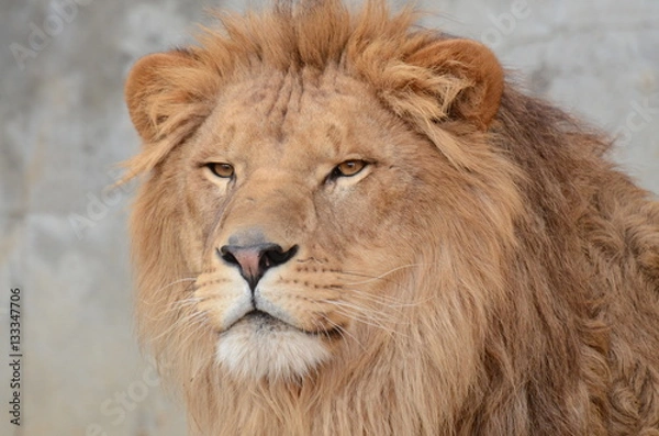 Fototapeta ライオン